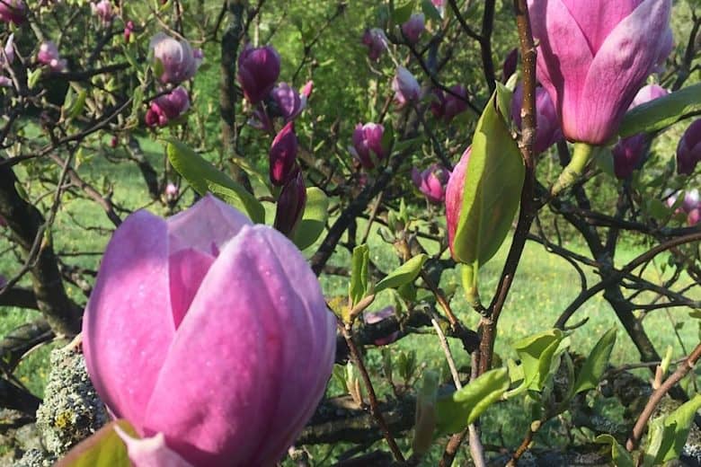 Frühling neubeginn